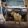 Mkomazi National National Park