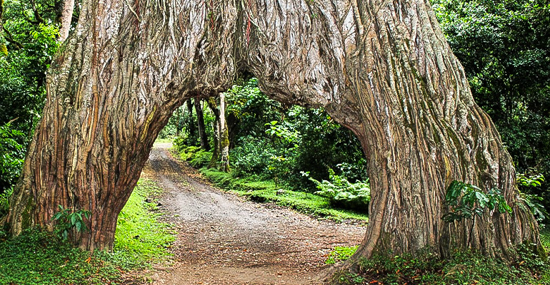 Arusha NP Day Trip