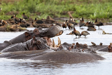 Safari in Tanzania