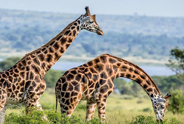 Safari in Tanzania