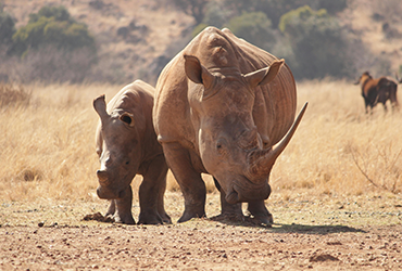 Tanzania Safari