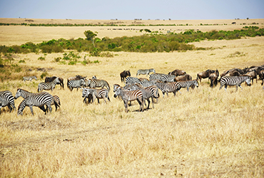 Tanzania Safari