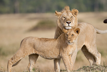 Tanzania Safari