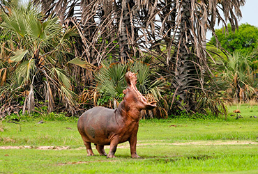 Tanzania Safari