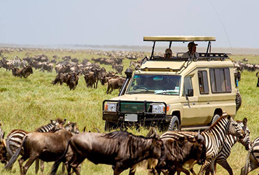 Tanzania Safari