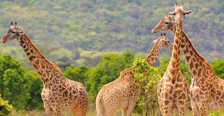 Ngorongoro crater