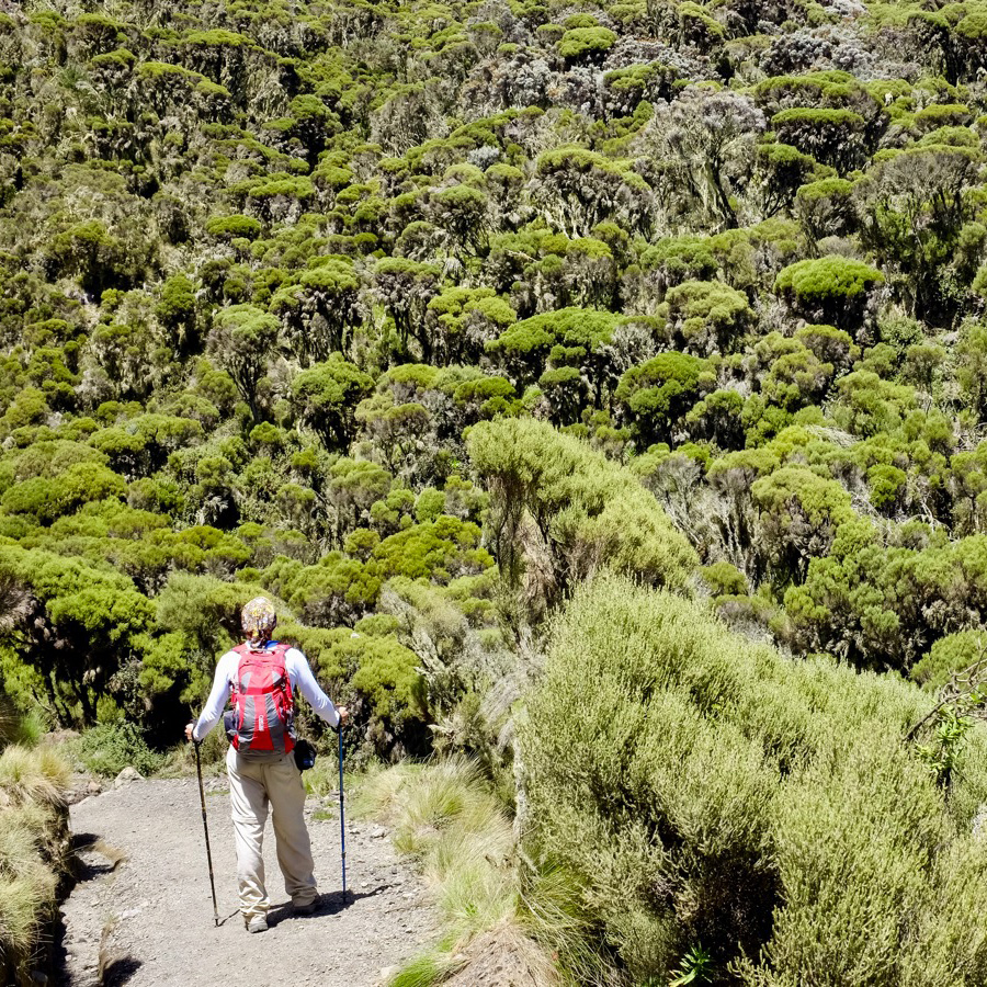 Mount Meru Climbing