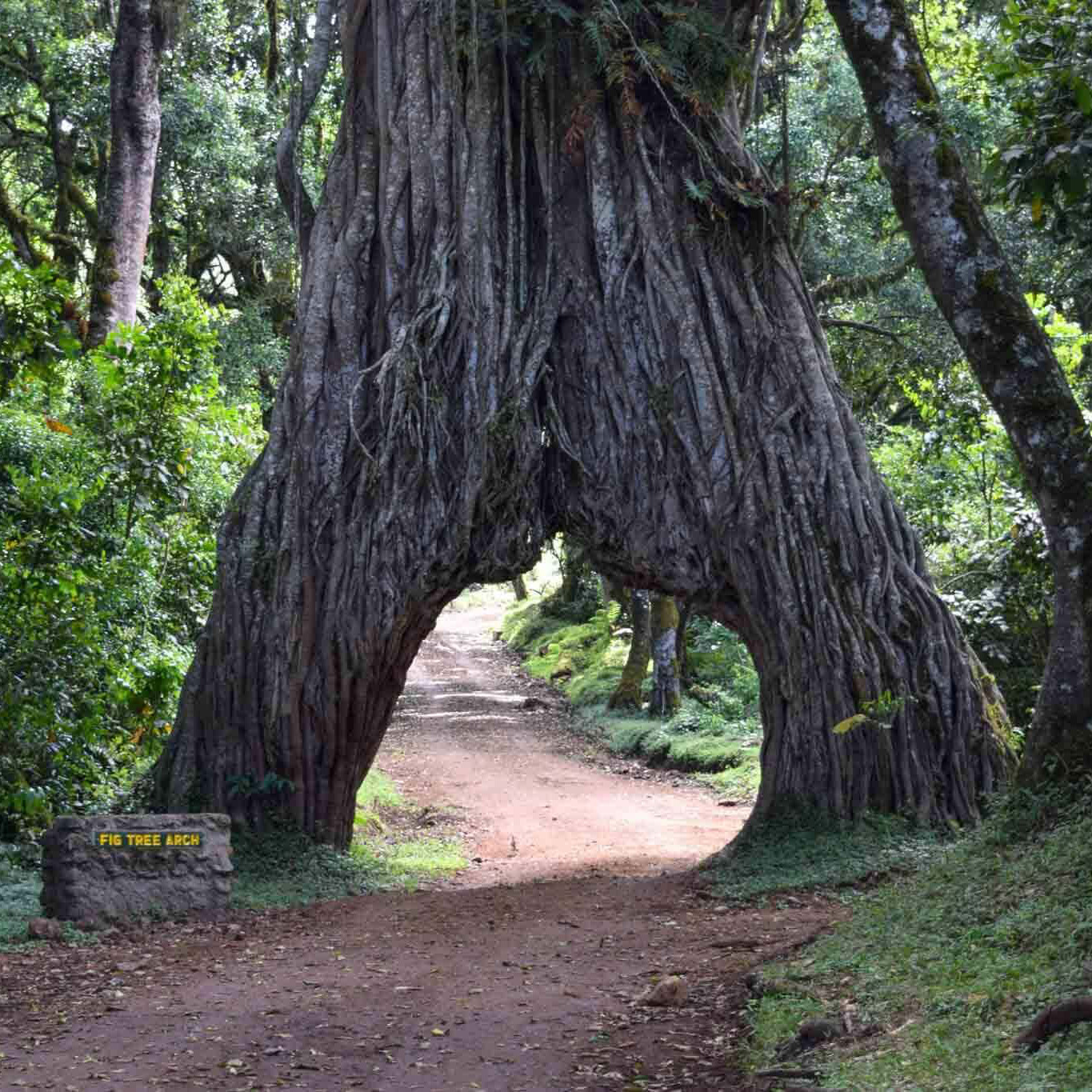 Arusha National Park