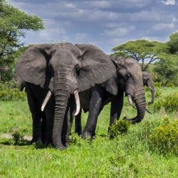 Tarangire National Park