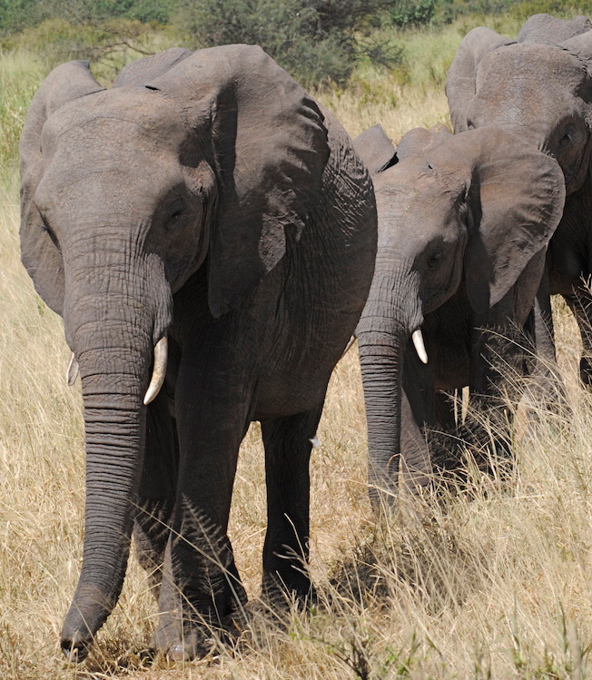 Tarangire National Park