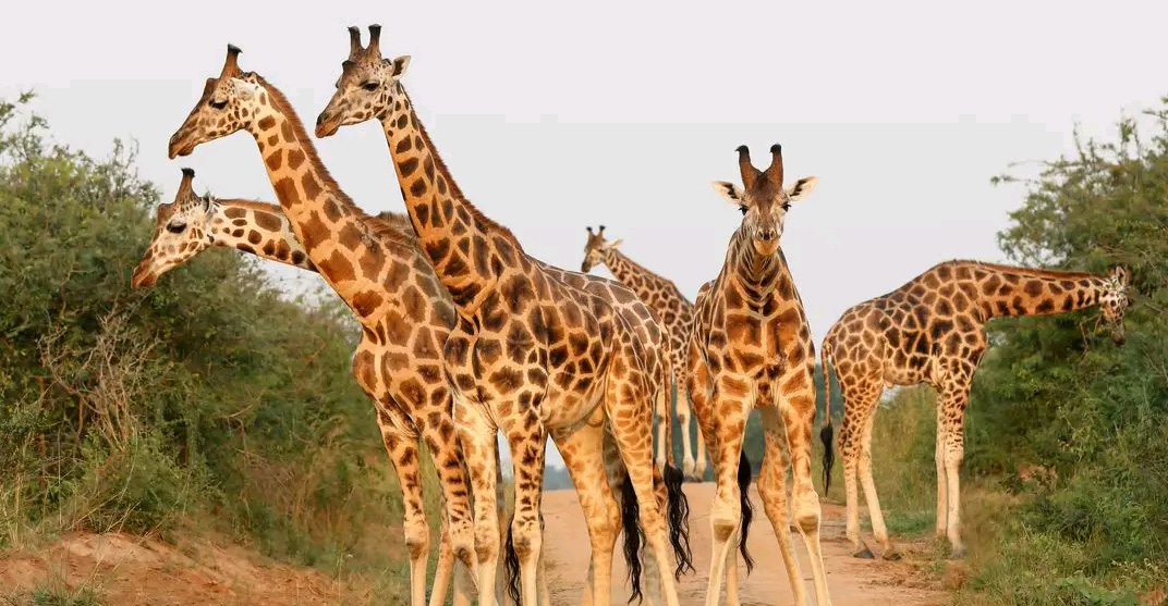 Great-Serengeti Migration