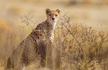 Southern Serengeti Camp