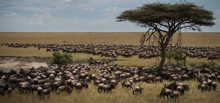 Great-Serengeti Migration